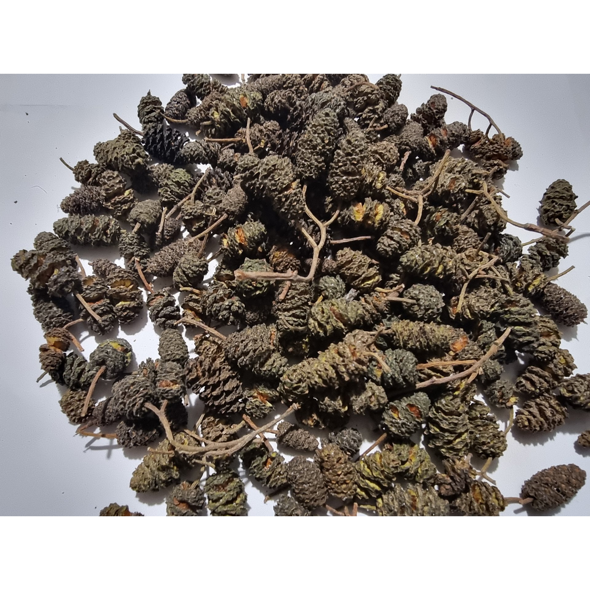 Alder cones