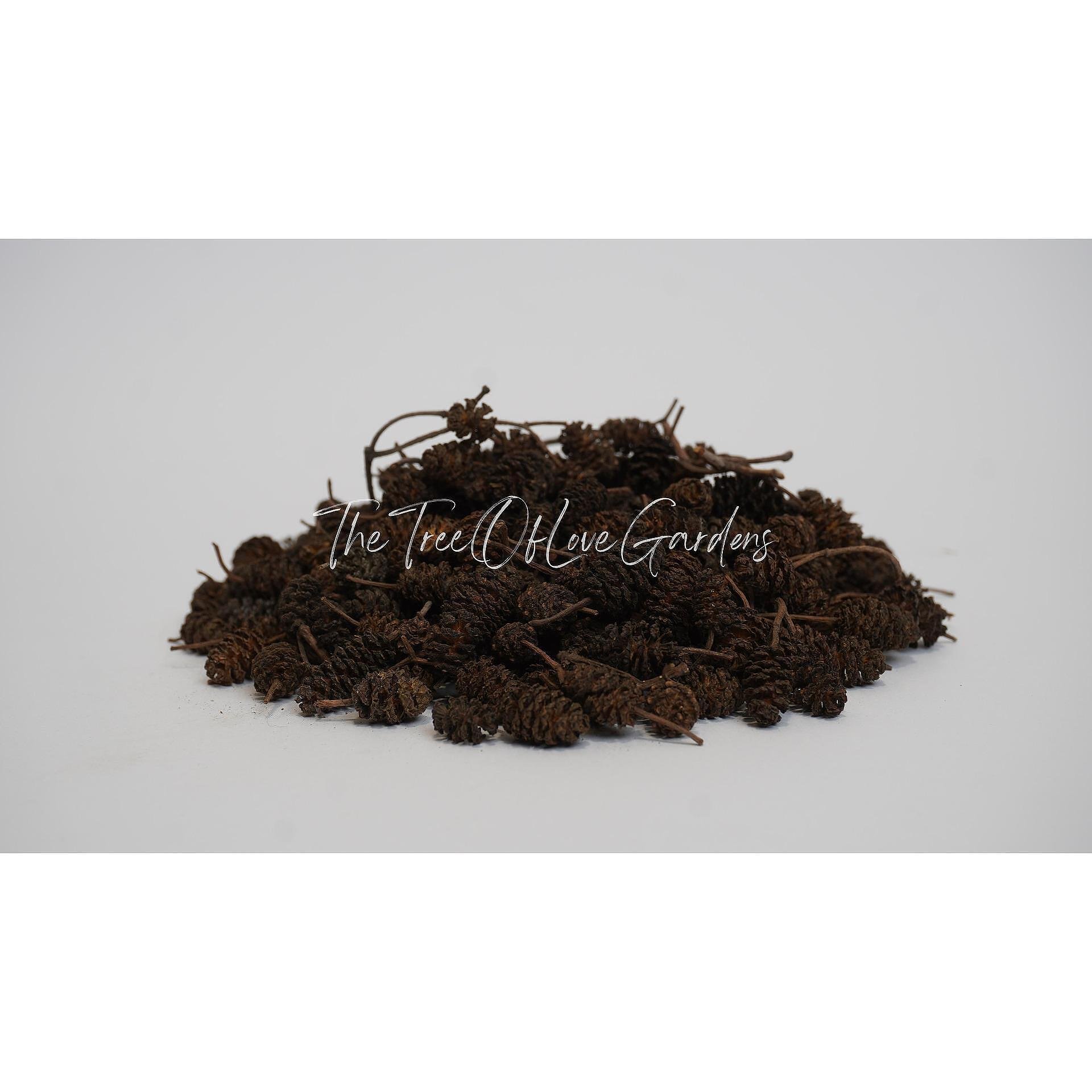 Alder cones