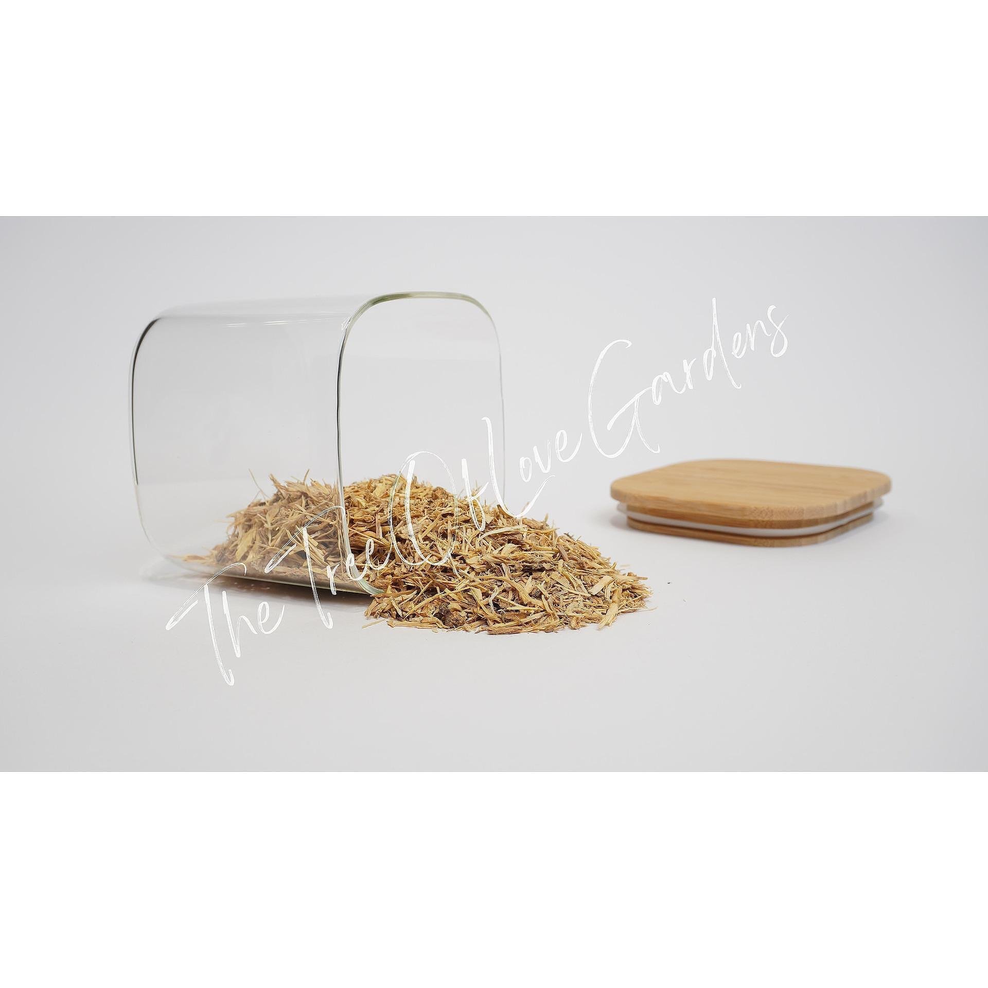 Angelica Root