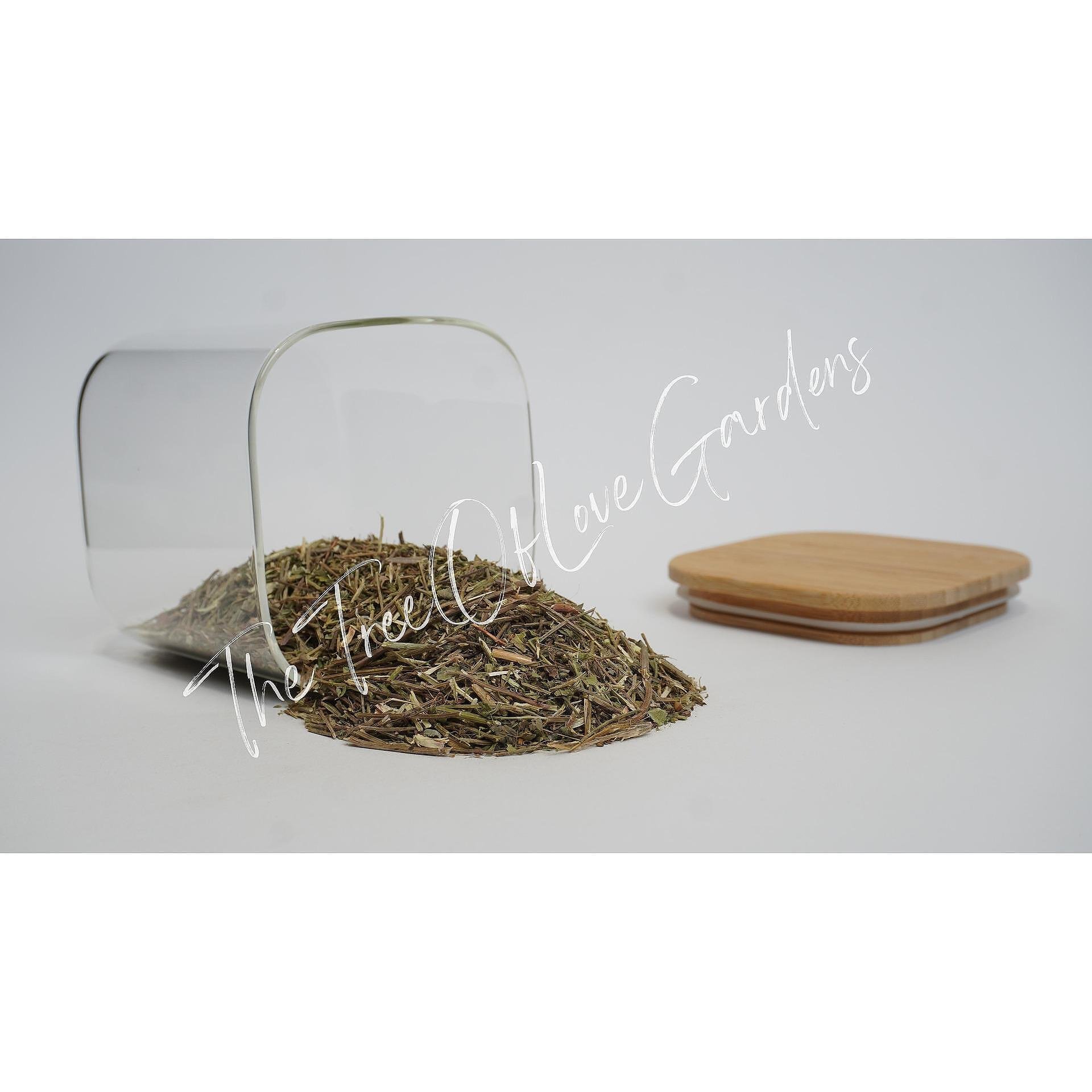 Vervain