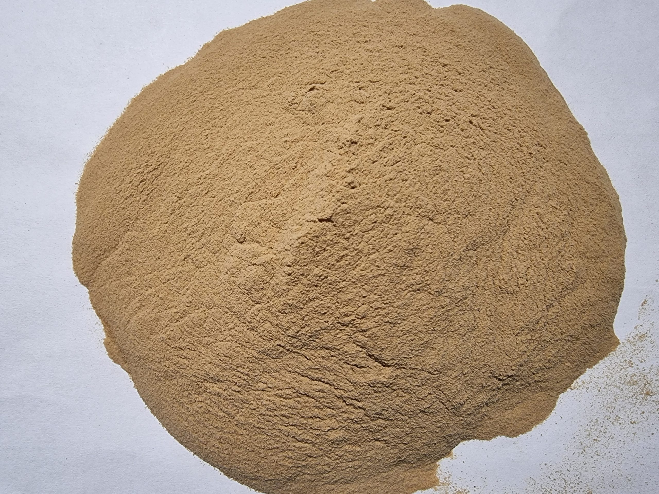 Brewer's Yeast Powder - Saccharomyces cerevisiae