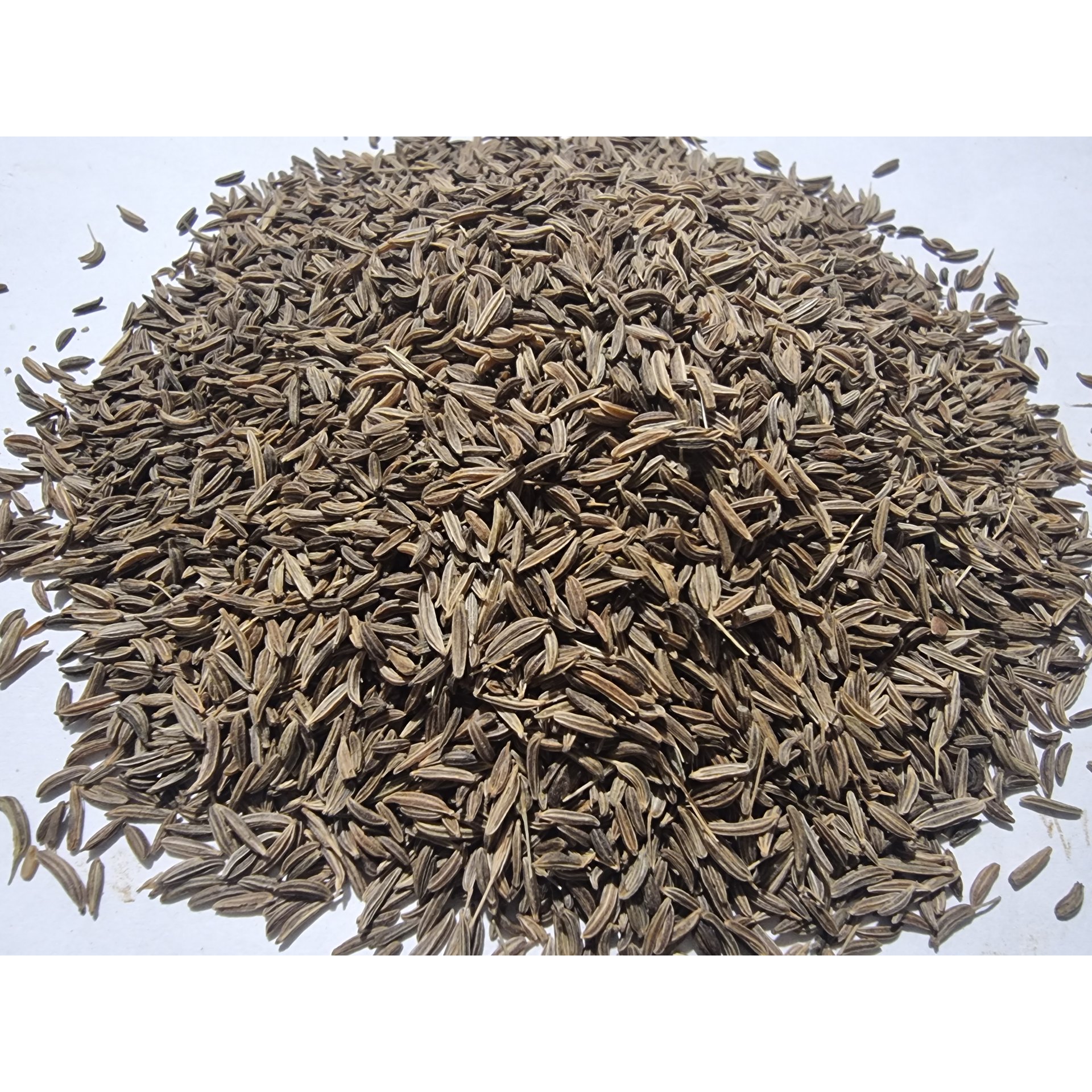 Caraway Seed
