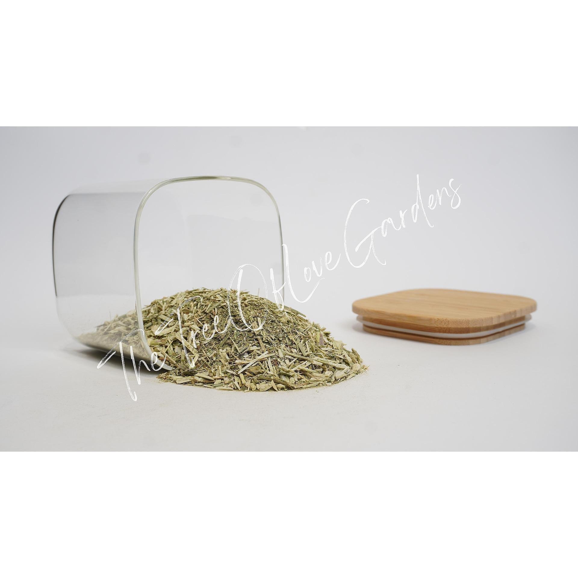 CHICORY Herb