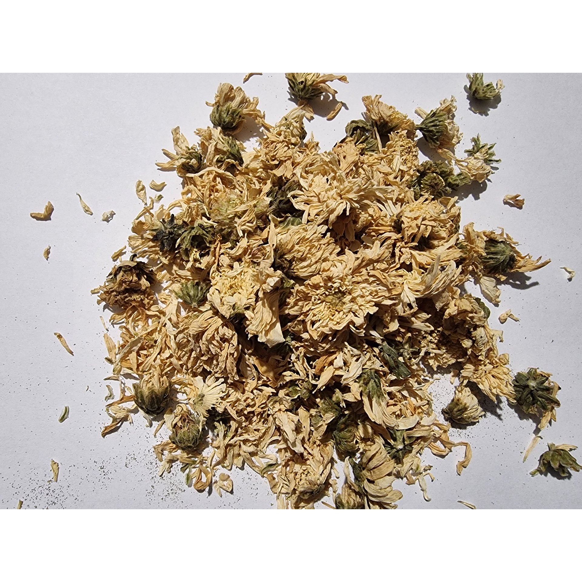 Chrysanthemum Flower