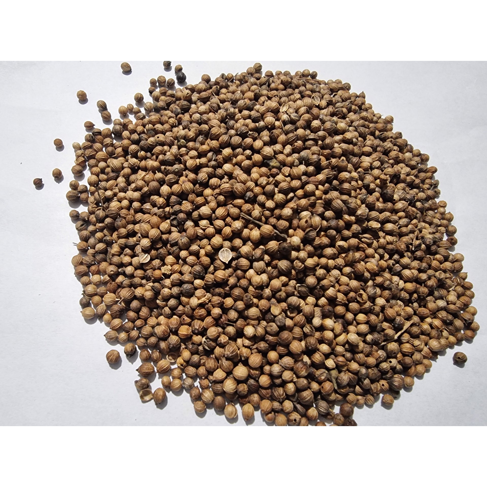 Coriander Seeds