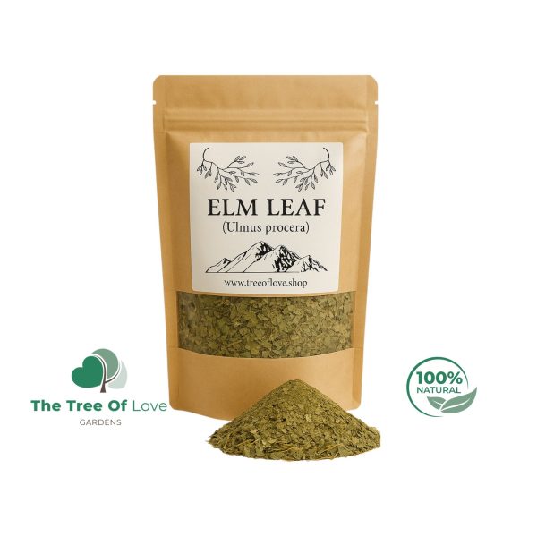 Elm Leaf