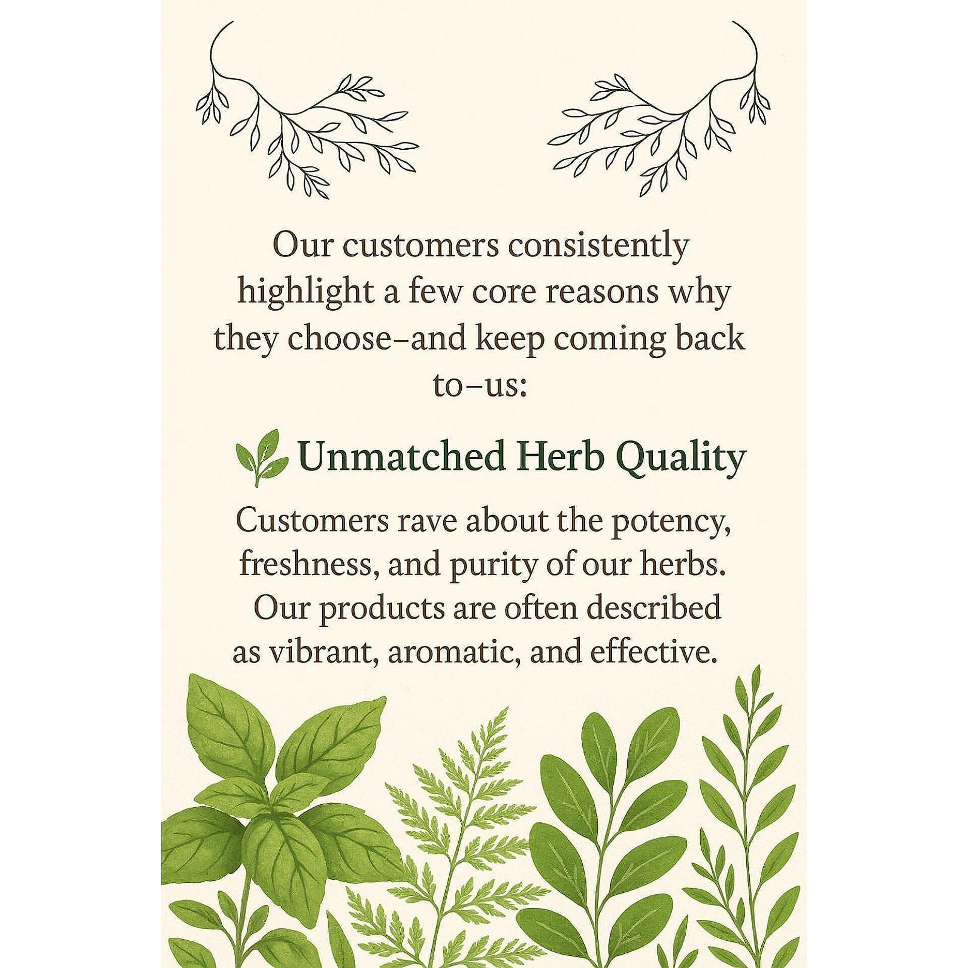 Epazote Herb