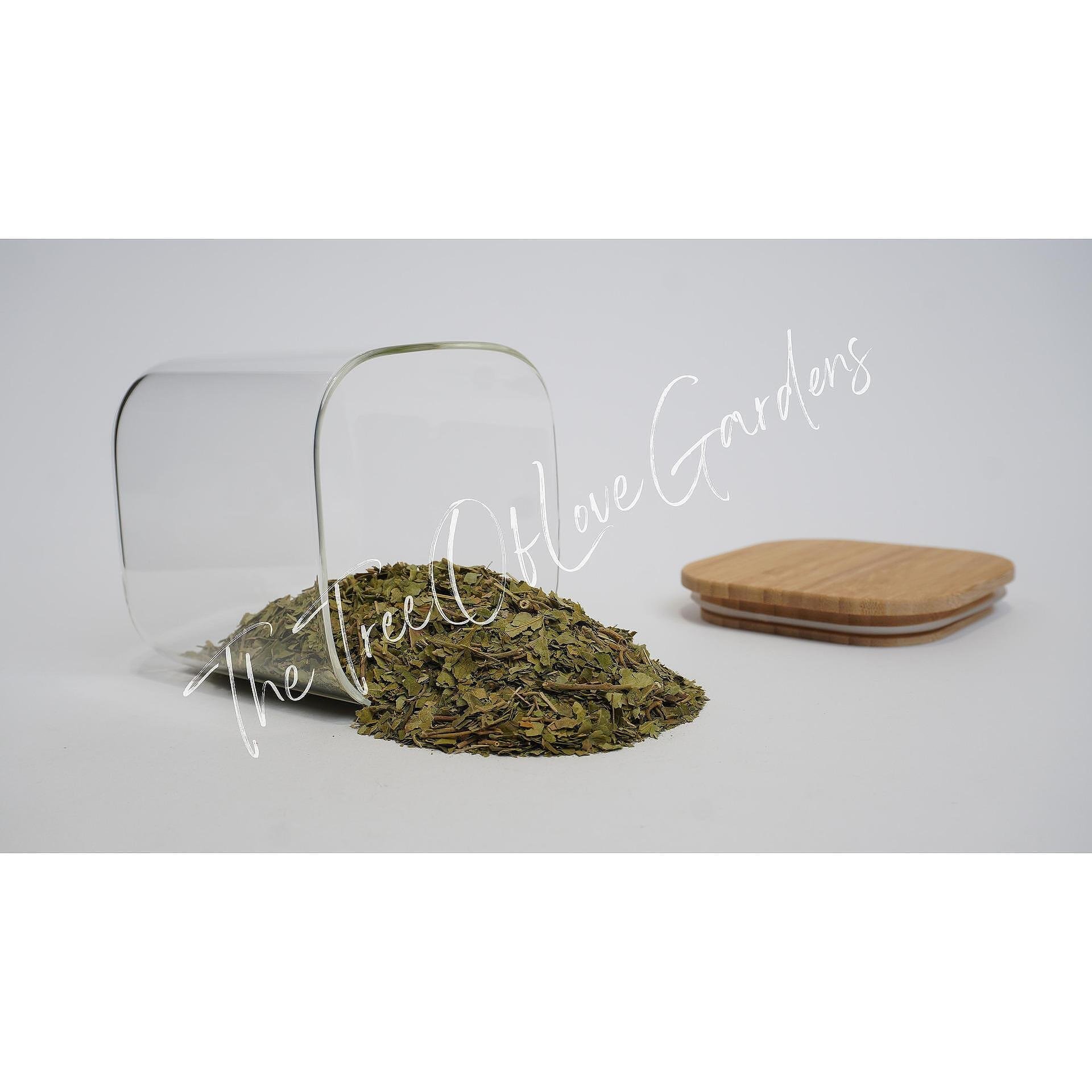 Gymnema Sylvestre