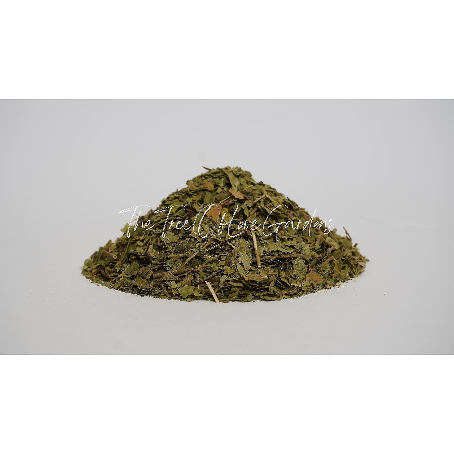 Gymnema Sylvestre