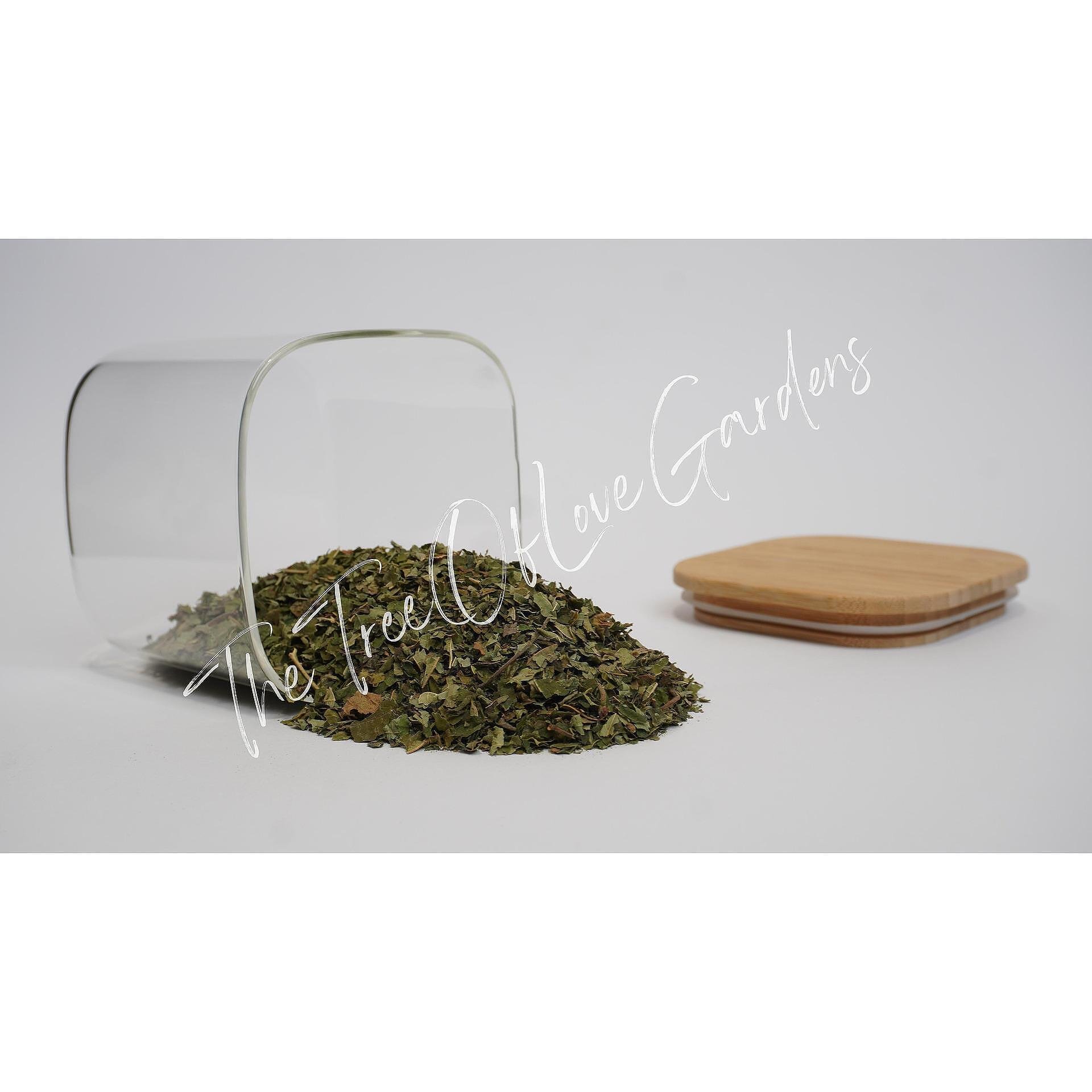 Hazel Leaf