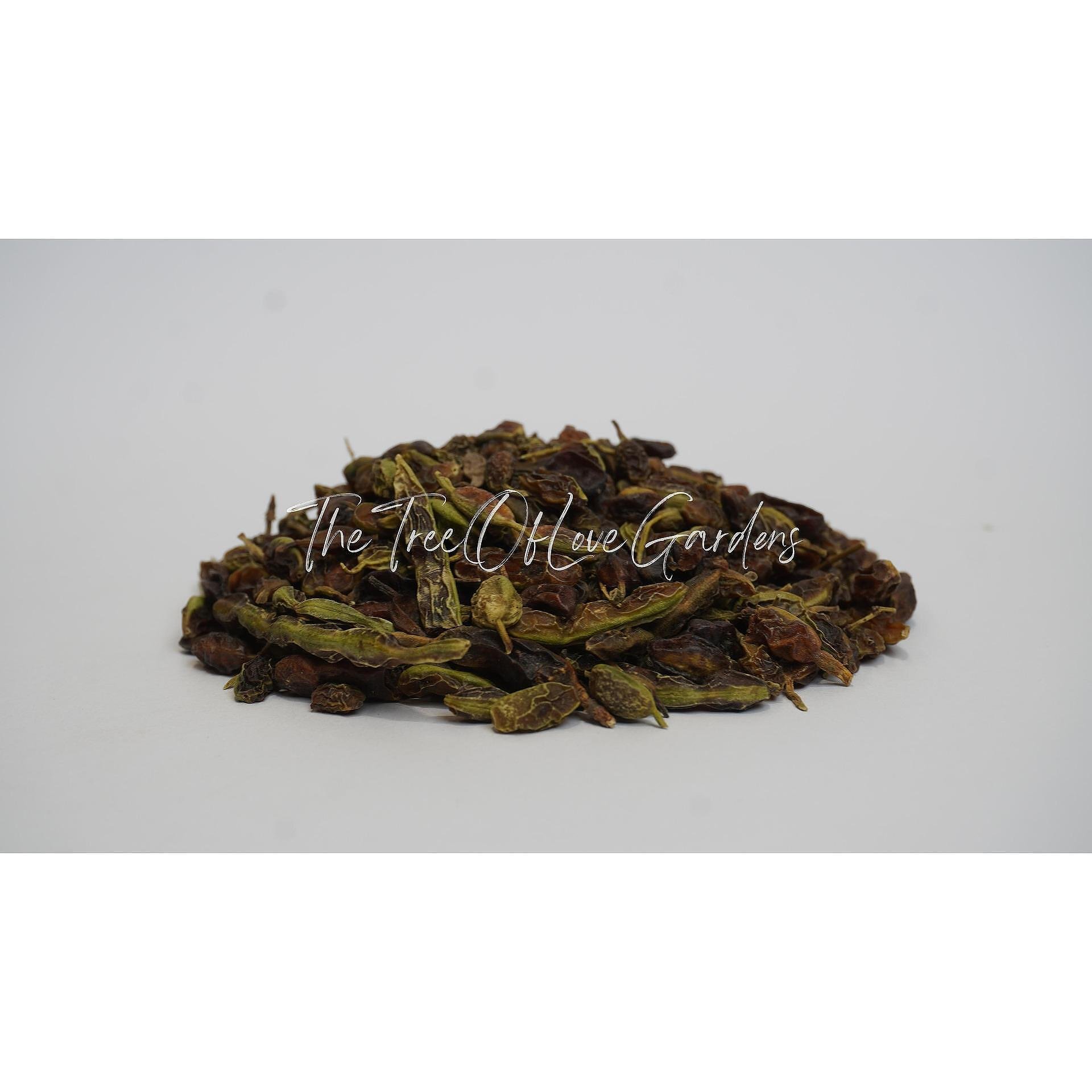 Japanese Pagoda Tree Berries