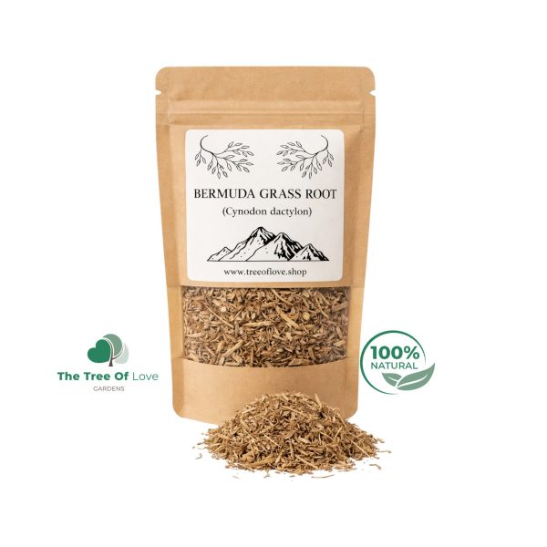 BERMUDA GRASS Root