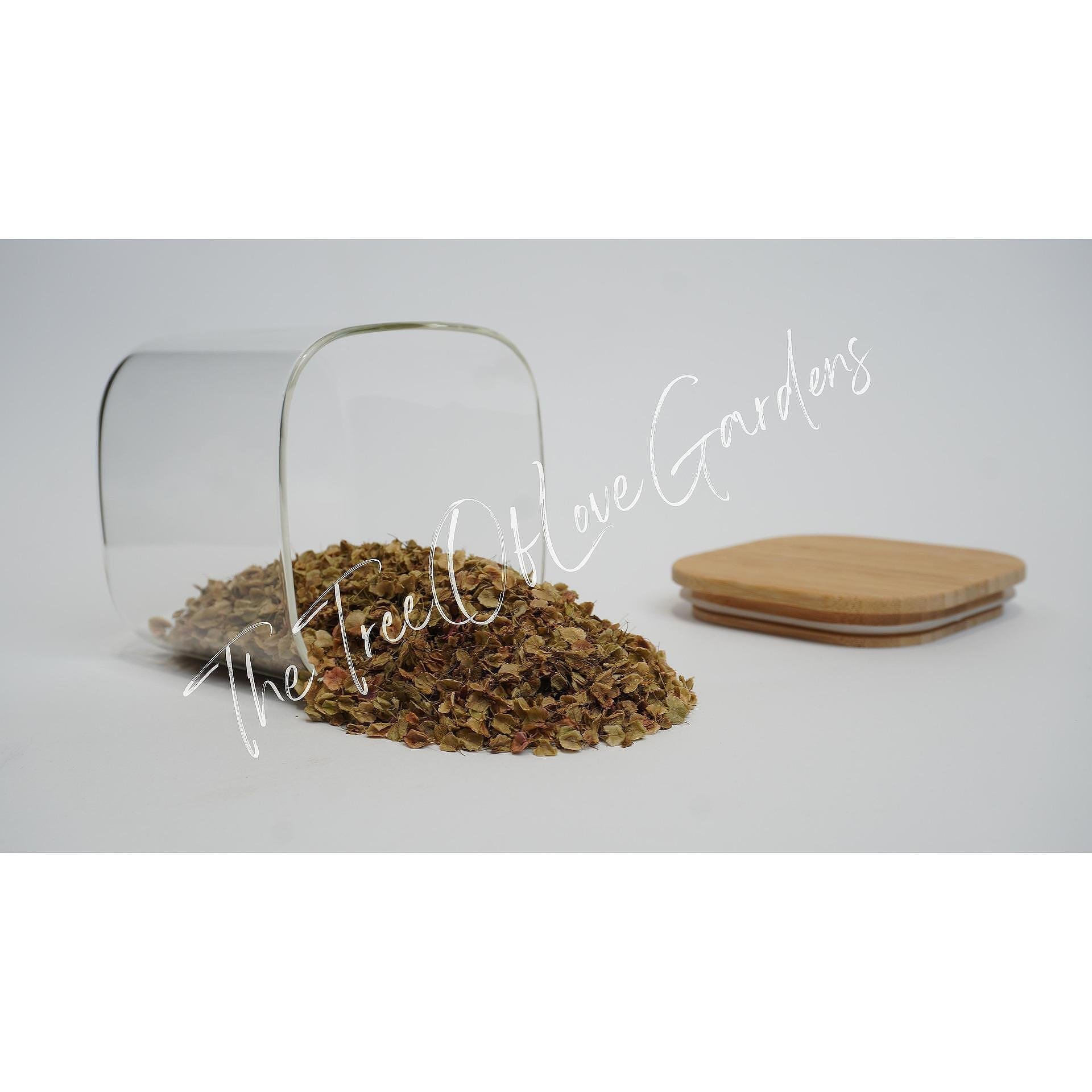 Patience Dock Seed