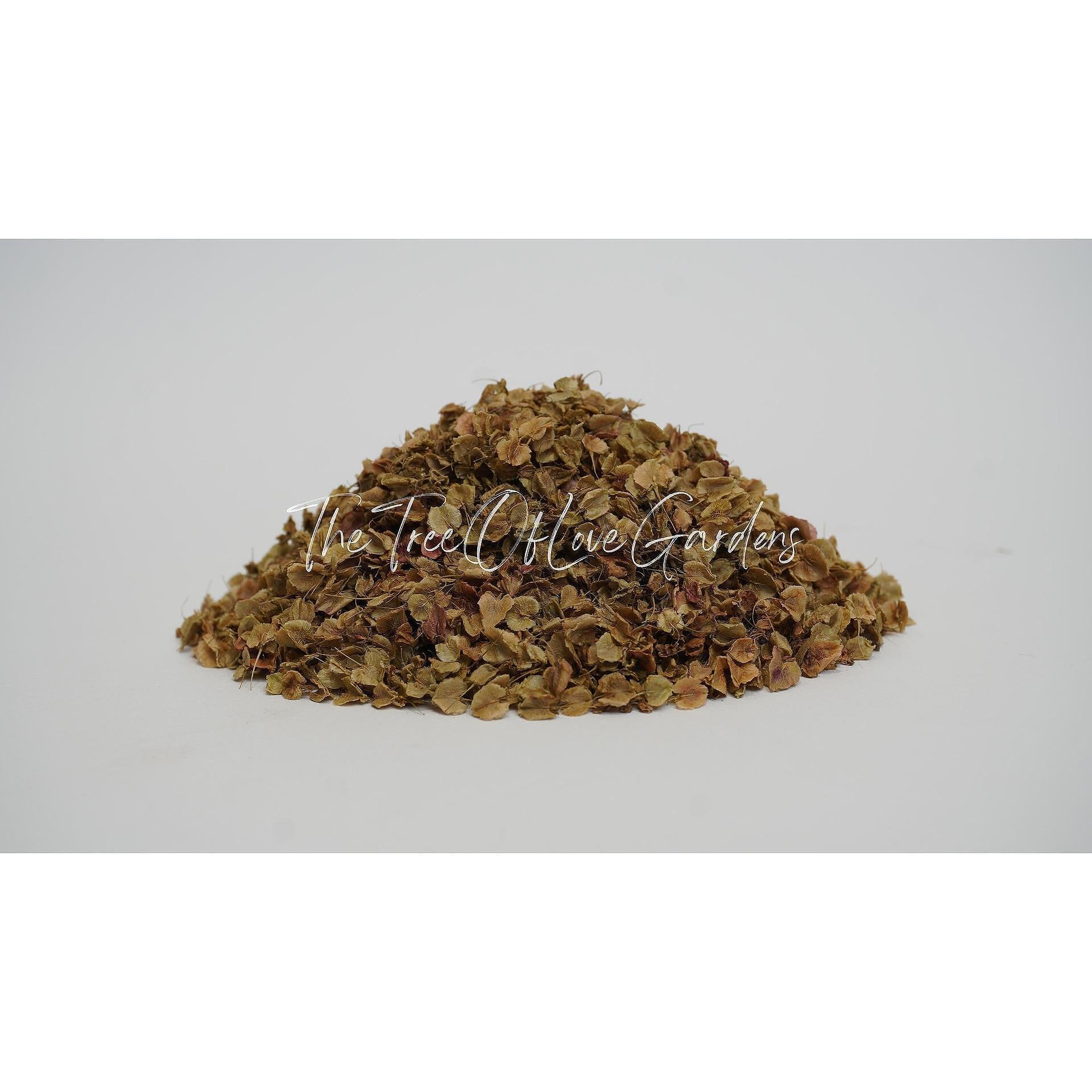 Patience Dock Seed