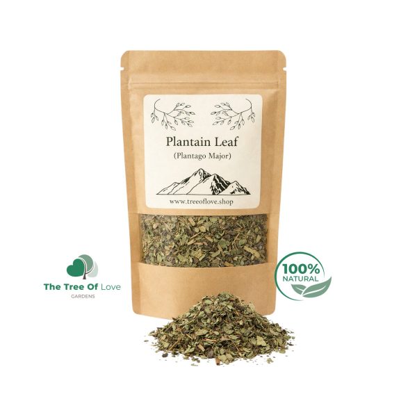 Plantain Leaf