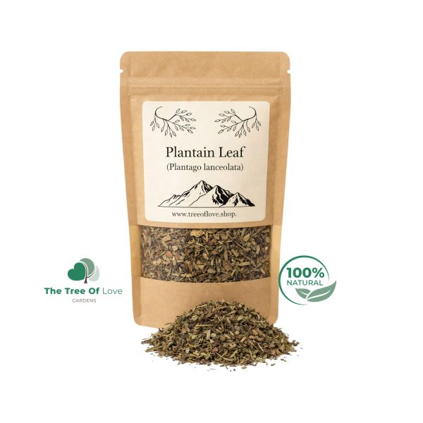 Plantain Leaf