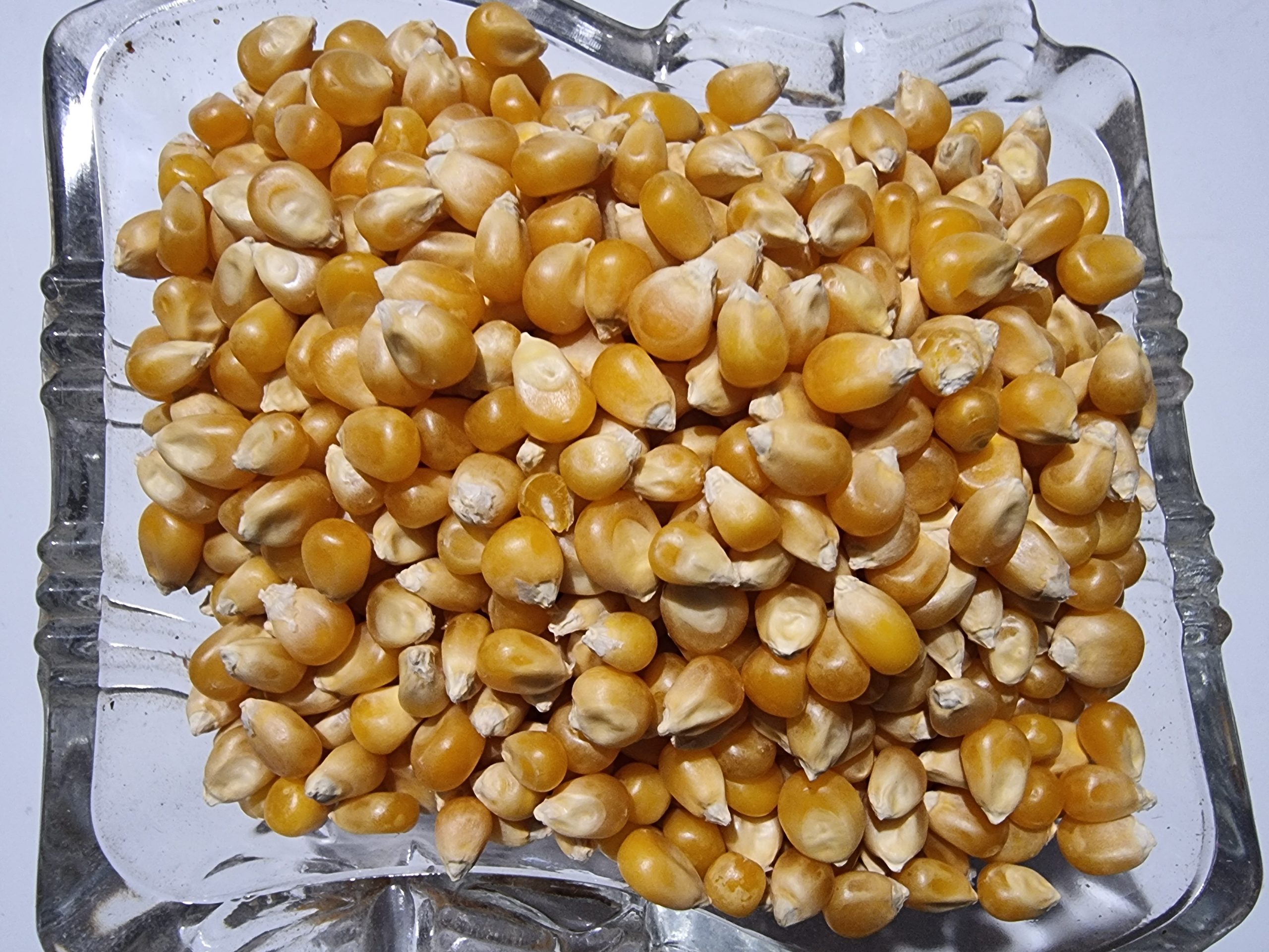 Popcorn Kernels - Zea mays everta