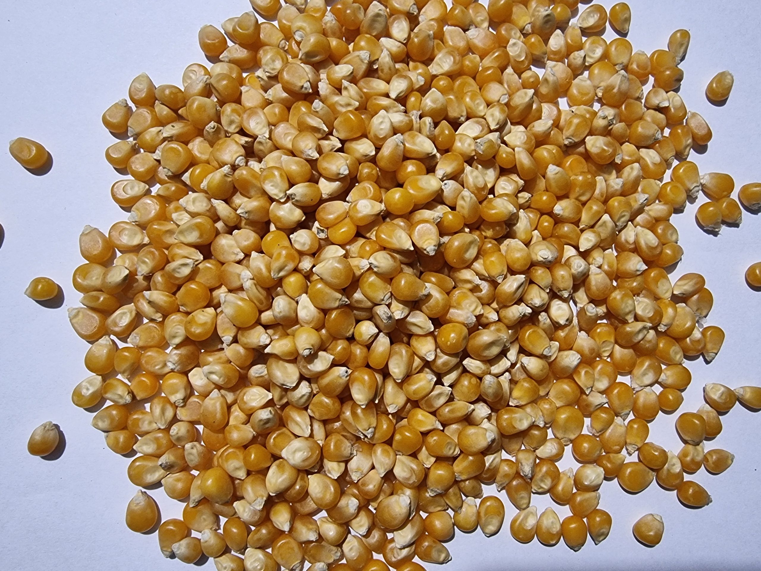 Popcorn Kernels - Zea mays everta