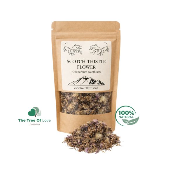 Scotch Thistle Flower