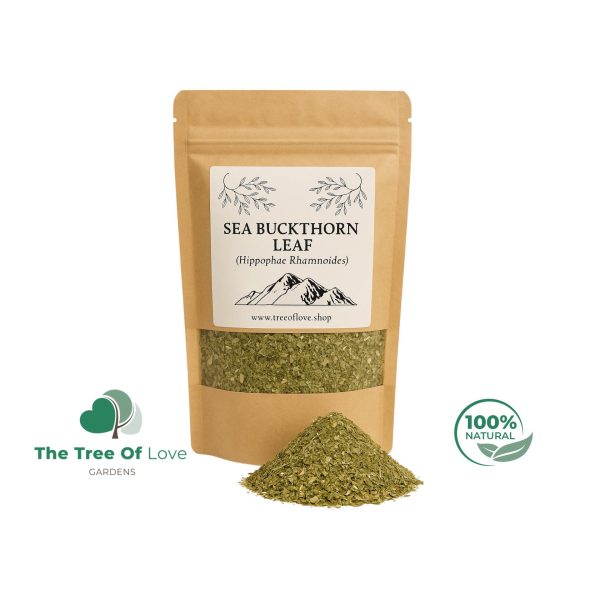 Sea Buckthorn Leaf