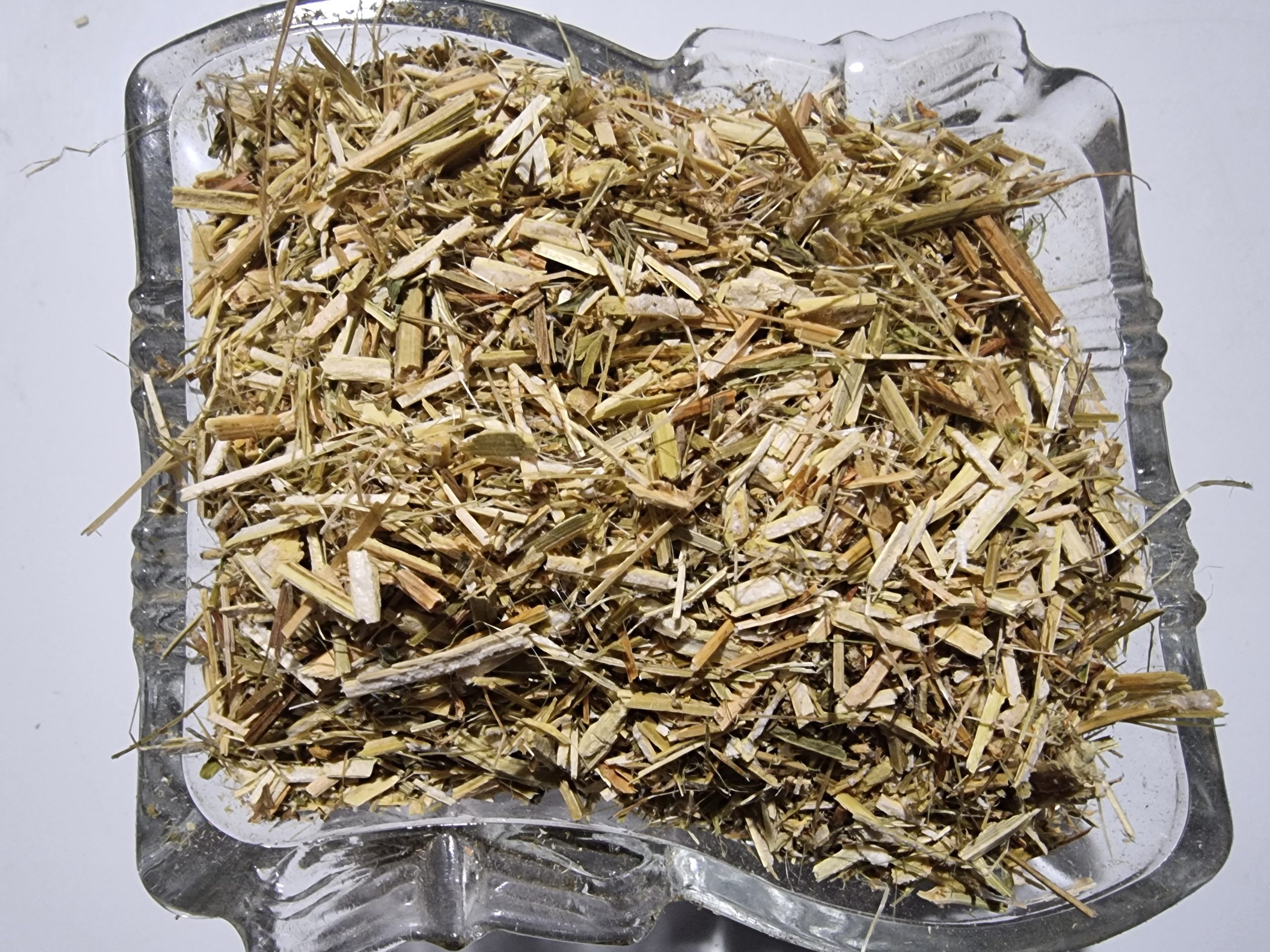 Sweet Clover Melilot