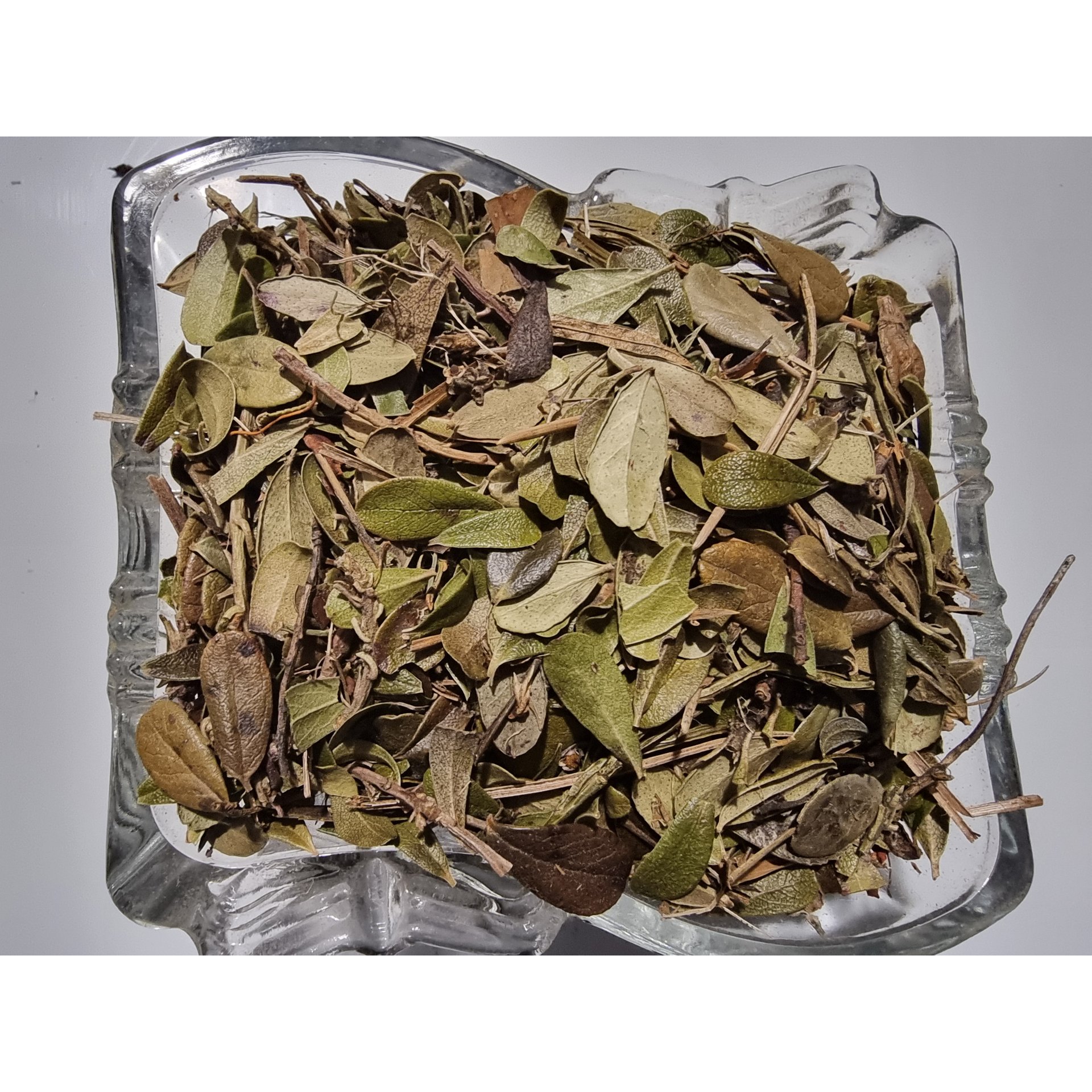 Uva Ursi Tea