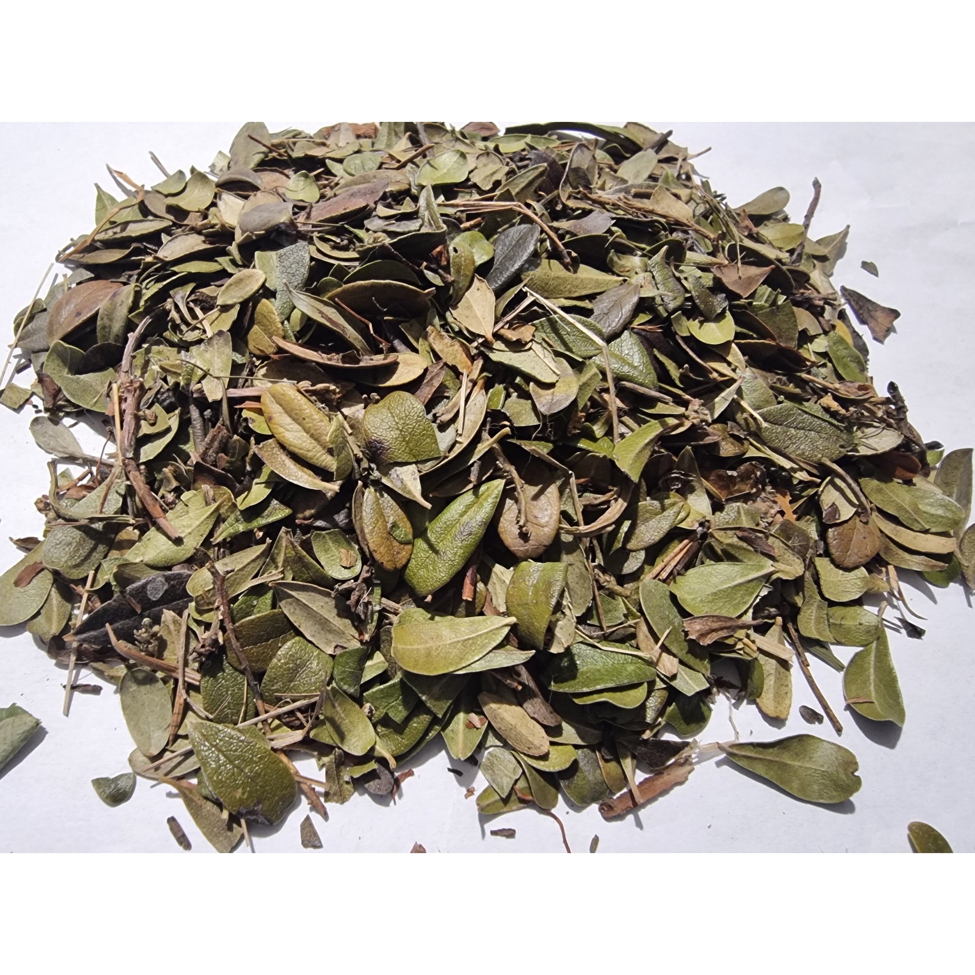 Uva Ursi Tea