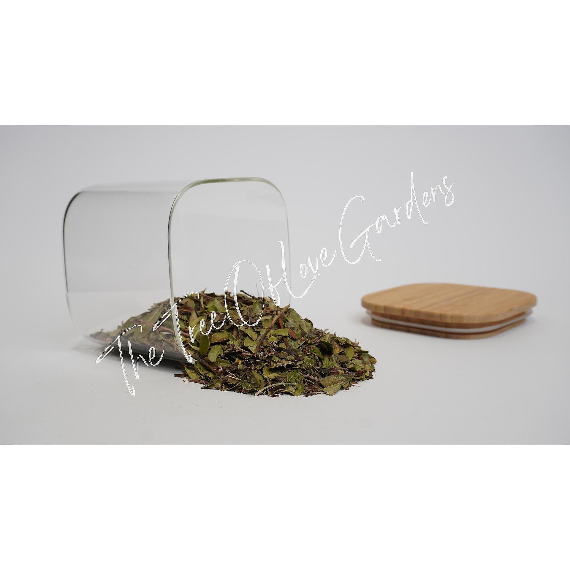 Uva Ursi Tea
