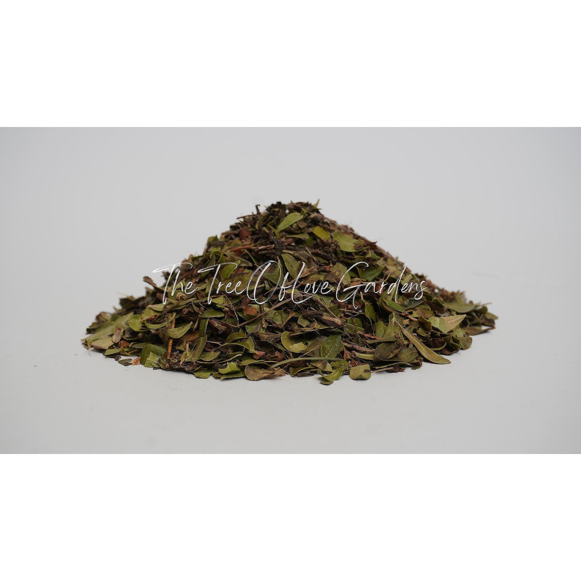 Uva Ursi Tea