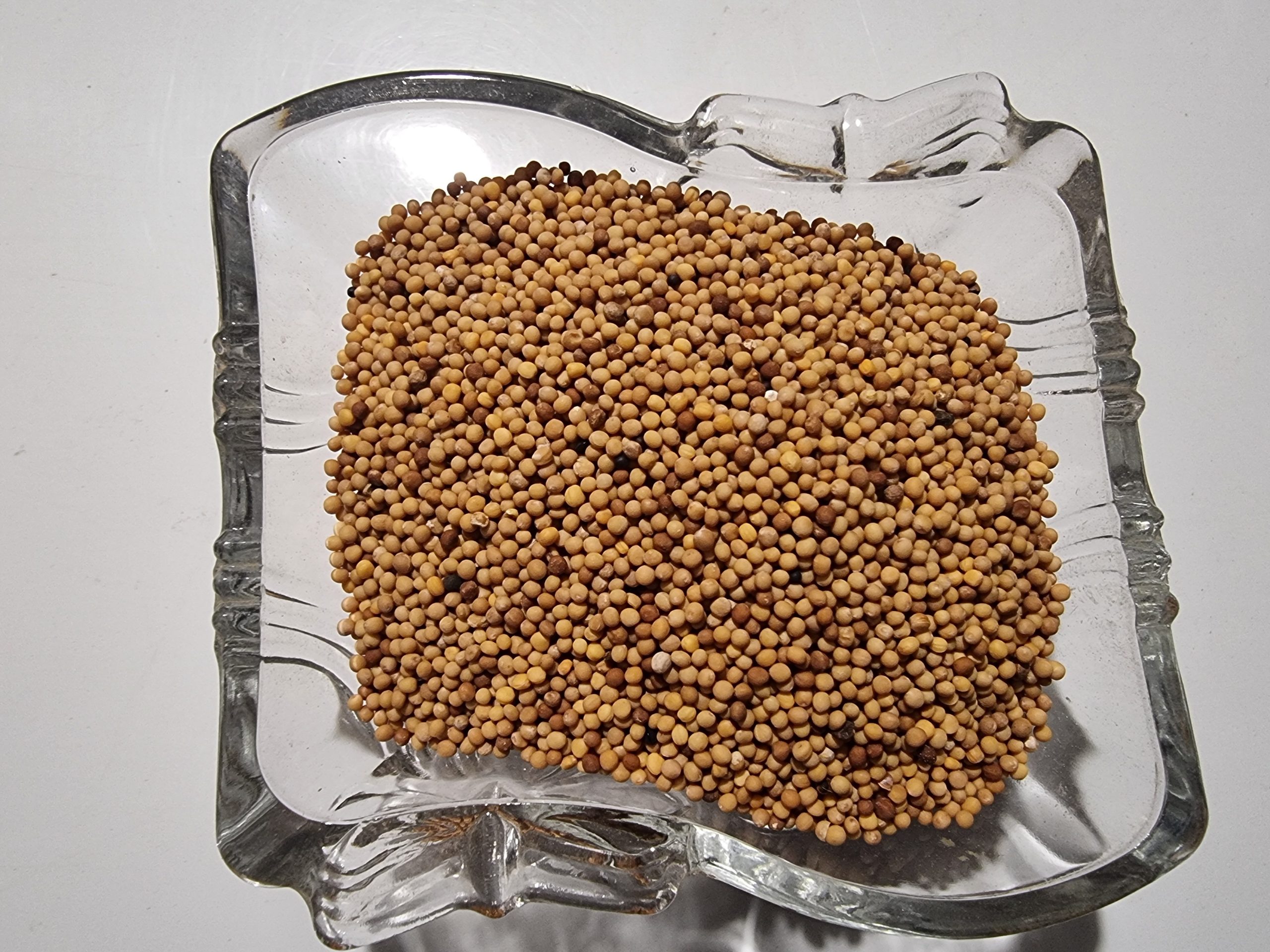 White Mustard Seeds