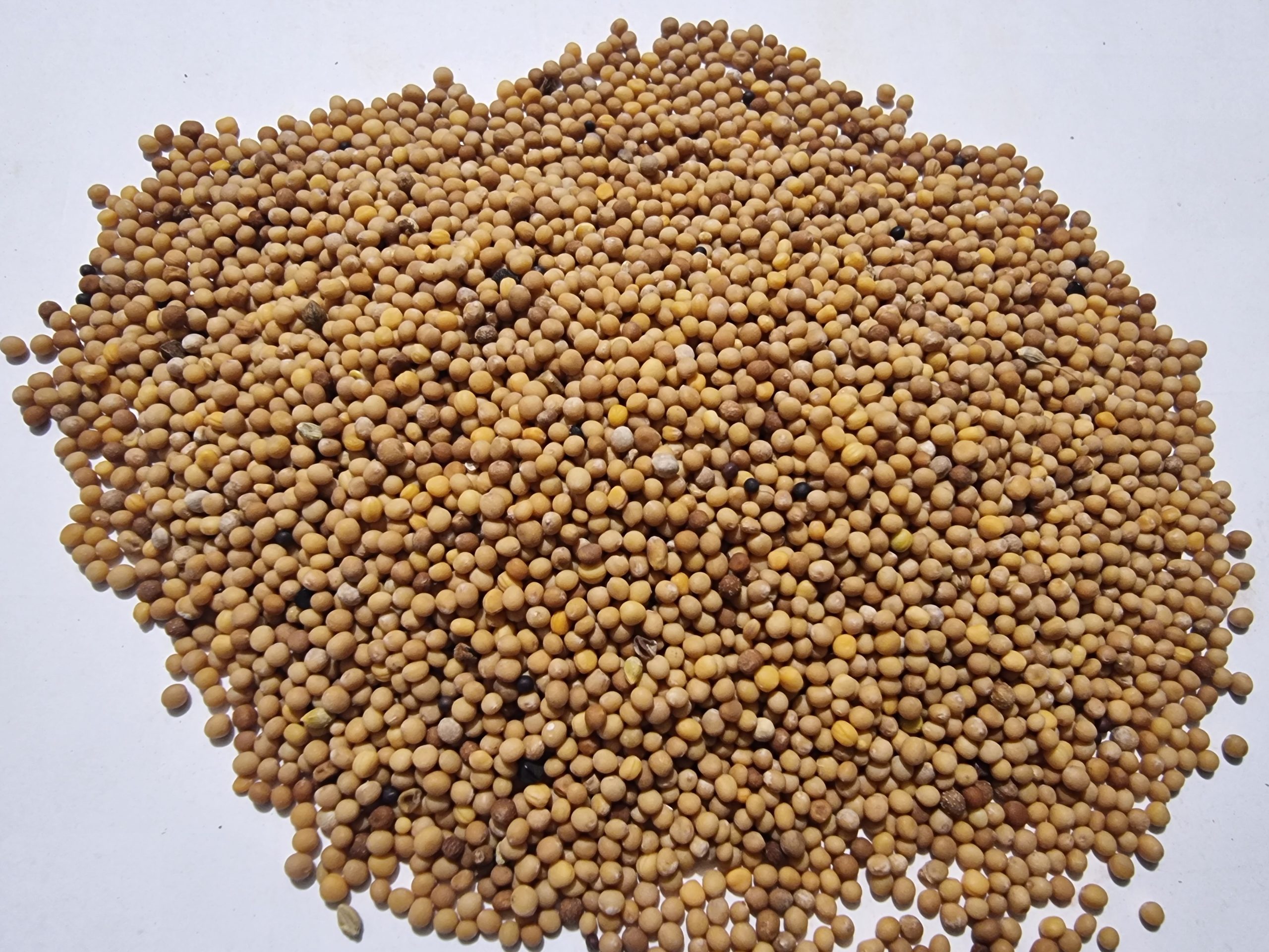 White Mustard Seeds
